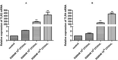 Effect of Lactobacillus johnsonii Strain SQ0048 on the TLRs-MyD88/NF-κB Signaling Pathway in Bovine Vaginal Epithelial Cells